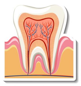 Dor na Região do Colo do Dente