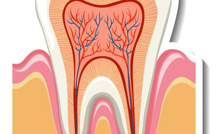  Como Tratar a Dor na Região do Colo do Dente