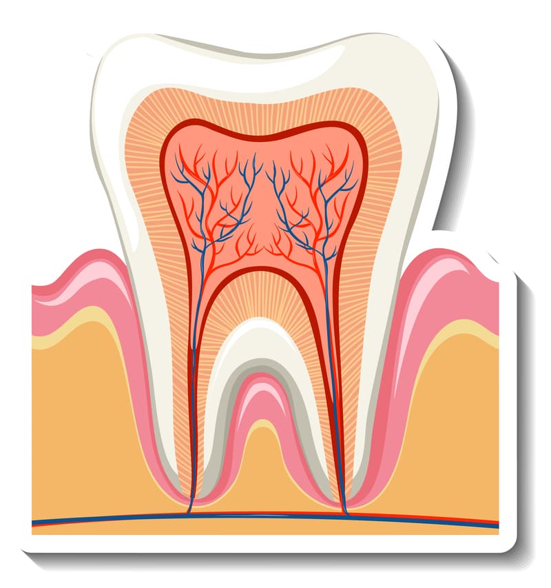 Como Tratar a Dor na Região do Colo do Dente
